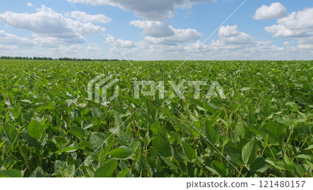 Eco-Friendly Soybean Farming. Agricultural Soybean Field At Industrial Farm. Green Ripening Soybean Field. Beautiful Soybean Farm. Eco-Friendly Soybean Farming. Agricultural Soybean Field At Industrial Farm. Green Ripening Soybean Field. Beautiful Soybean Farm. 121480157