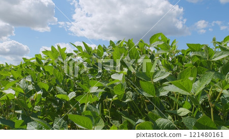 Business Farming Concept. Lifestyle Large Green Field Of Soybean Sprouts Under Sky. Young Sprout Growing Fresh. 121480161