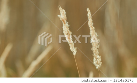 Background From Dry Reed In Sunset Light. Dry Fluffy Reed. Golden Reed Grass In Fall In Sun. Reed Layer. Gimbal shot. Background From Dry Reed In Sunset Light. Dry Fluffy Reed. Golden Reed Grass In Fall In Sun. Reed Layer. Gimbal shot. 121480173
