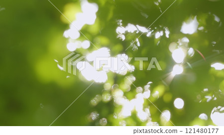 Beautiful Sun Shine Through Blowing On Wind Tree Green Leaves. Sunbeams Through Green Tree Branches. Landscape And Natural Environment Concept. Bokeh. 121480177