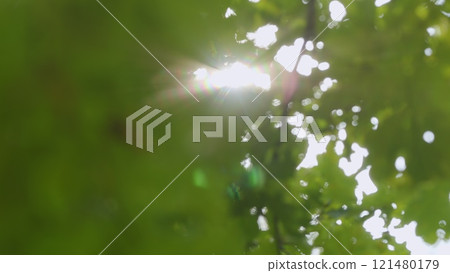 Sun Glare. Sun Shines Through Foliage. Tree Leaves With Sunlight. Looking Up At Sunbeams In Forest. Nature Green Wood Sunlight Backgrounds. Bokeh. Sun Glare. Sun Shines Through Foliage. Tree Leaves With Sunlight. Looking Up At Sunbeams In Forest. Nature Green Wood Sunlight Backgrounds. Bokeh. 121480179