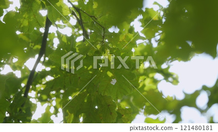 Fall Background With Leaves In Sun Lights With Bokeh. Branches With Autumn Oak Leaves. Autumn Forest. 121480181
