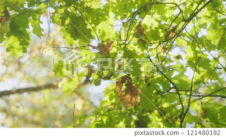 Sunlit Oak Branch With Yellow Leaves. Gold Covered Trees. Orange Dry Oak Foliage In Autumn Season. Sunlit Oak Branch With Yellow Leaves. Gold Covered Trees. Orange Dry Oak Foliage In Autumn Season. 121480192