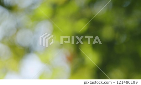 Beautiful Colorful Summer Season. Young Green Foliage In Park. Fresh Green Tree With Beautiful Sunlight. Green Wood. Bokeh. Beautiful Colorful Summer Season. Young Green Foliage In Park. Fresh Green Tree With Beautiful Sunlight. Green Wood. Bokeh. 121480199