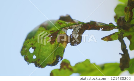 Dry Oak Leaf In Forest On A Tree Branch. Beautiful Nature Scene. Oak Autumn Leaves On Branch. 121480203