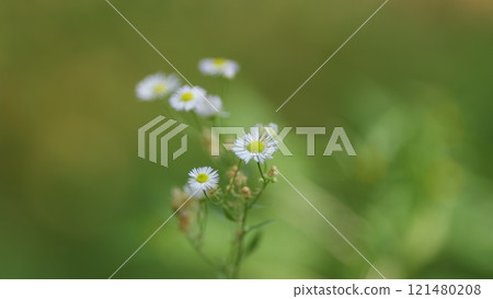 Flowering Of Daisies. Known As Common Daisy. Daisy Flowers Growing On Meadow. 121480208