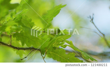 Green Foliage Of Oak Shakes With Wind. Oak Branch With Green Leaves And Brown Acorns On A Sunny Day. 121480211