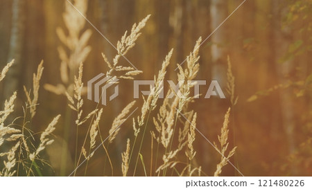 Dry Reed Outdoor In Light Pastel Colors. Stalks Blowing In Wind At Golden Sunset Light. Beautiful Concept With Neutral Colors. 121480226