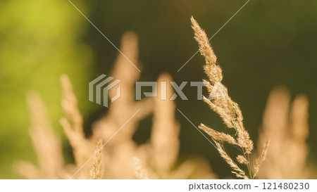Rural Dry Grass Golden Straw Reed Heads. Beautiful Pattern With Neutral Colors. Summer Evening. Rural Dry Grass Golden Straw Reed Heads. Beautiful Pattern With Neutral Colors. Summer Evening. 121480230
