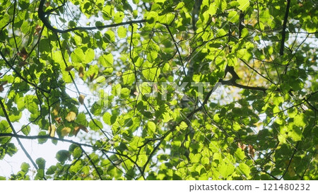 Nature Harmony. Autumn Colored Foliage Of An Tree. Beautiful Autumn Scenery Shot Of Yellow Leaves On Trees Branches. Slow motion. Nature Harmony. Autumn Colored Foliage Of An Tree. Beautiful Autumn Scenery Shot Of Yellow Leaves On Trees Branches. Slow motion. 121480232