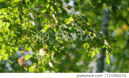 Nature Harmony. Autumn Colored Foliage Of An Tree. Beautiful Autumn Scenery Shot Of Yellow Leaves On Trees Branches. Nature Harmony. Autumn Colored Foliage Of An Tree. Beautiful Autumn Scenery Shot Of Yellow Leaves On Trees Branches. 121480238