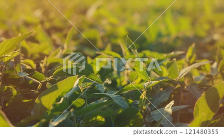 Soy Field. Soybean Plants During Growing Phase. Green Ripening Soybean Field. Agricultural Landscape. Soybean Crop. 121480355