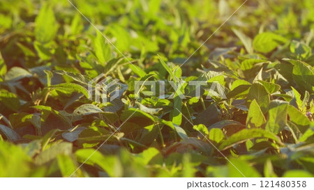 Eco-Friendly Soybean Farming. Agricultural Soybean Field At Industrial Farm. Green Ripening Soybean Field. Beautiful Soybean Farm. Eco-Friendly Soybean Farming. Agricultural Soybean Field At Industrial Farm. Green Ripening Soybean Field. Beautiful Soybean Farm. 121480358