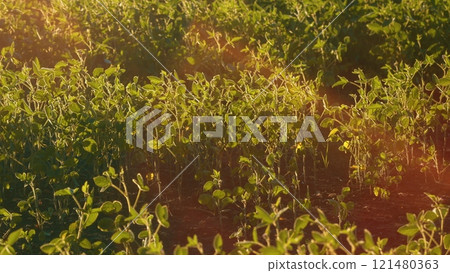 Soybean Field Ripening At Spring Season. Growing Soybeans. Agricultural Landscape. Soybeans In A Field At Sunset. Soybean Field Ripening At Spring Season. Growing Soybeans. Agricultural Landscape. Soybeans In A Field At Sunset. 121480363