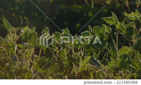 Business Agriculture Concept. Soybean Soy Field. Bio Lifestyle Farm. Soybean Cultivation. Agricultural Scene. Business Agriculture Concept. Soybean Soy Field. Bio Lifestyle Farm. Soybean Cultivation. Agricultural Scene. 121480366
