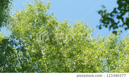 Beautiful Colorful Summer Season. Young Green Foliage In Park. Fresh Green Tree With Beautiful Sunlight. Green Wood. Gimbal shot. 121480377