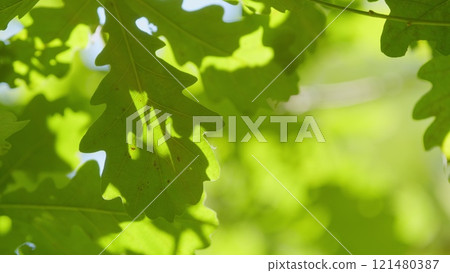 Autumn Foliage Background. Leaves In Park. Autumn Leaves On Tree Lit By Sun Light. Close up. Gimbal shot. 121480387