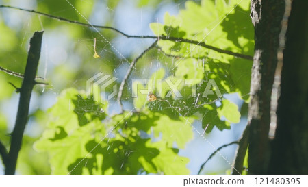 Young Green Leaves Of An Oak Tree Against Sky. Oak In Hot Summer Season. Leaves Of An Oak Tree Illuminated By Scenic Sunlight. Natural Foliage In Summer Forest. Gimbal Stabilize. Gimbal shot. Young Green Leaves Of An Oak Tree Against Sky. Oak In Hot Summer Season. Leaves Of An Oak Tree Illuminated By Scenic Sunlight. Natural Foliage In Summer Forest. Gimbal Stabilize. Gimbal shot. 121480395