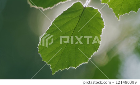 Nature Background. Natural Lush Green Oak Leaves On Branches. Green Tree With Lens Flares From Sun Rays. Climate Change. Environment Backdrop. Close Up. 121480399