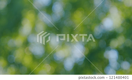 Beautiful Sun Shine Through Blowing On Wind Tree Green Leaves. Sunbeams Through Green Tree Branches. Landscape And Natural Environment Concept. Bokeh. Beautiful Sun Shine Through Blowing On Wind Tree Green Leaves. Sunbeams Through Green Tree Branches. Landscape And Natural Environment Concept. Bokeh. 121480401