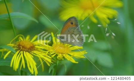 Butterfly Known As Wolf Belonging To Nymphalidae Family. Meadow Brown Feeding. 121480405