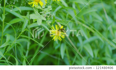 Meadow Brown Butterfly Or Maniola Jurtina Feeding On Nectar Of Summer Flower. 121480406