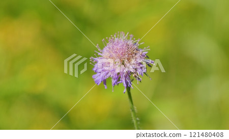 Beautiful Pink Violet Field Scabious. Field Scabious And Its Bud Moving With Gentle Wind In The Field. Close Up. 121480408