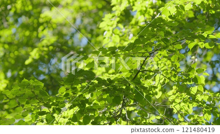 Foliage Of Magnificent Green Tree. Lush Green Foliage And Afternoon Sun. Walking Through Forest With Large Green Trees. 121480419