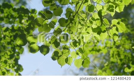 Beautiful Colorful Spring Season. Young Green Foliage In Park. Fresh Green Tree With Beautiful Sunlight. Green Wood. 121480420