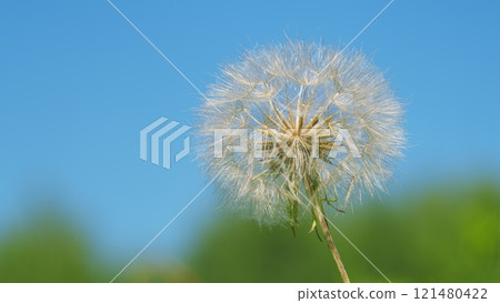 Spring Or Summer Natural Pastel Colored Lush Foliage. Goodbye Summer. Conceptual Picturesque Meaning Change. Spring Or Summer Natural Pastel Colored Lush Foliage. Goodbye Summer. Conceptual Picturesque Meaning Change. 121480422