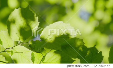Foliage Of Magnificent Green Tree. Lush Green Foliage And Afternoon Sun. Walking Through Forest With Large Green Trees. Gimbal shot. Foliage Of Magnificent Green Tree. Lush Green Foliage And Afternoon Sun. Walking Through Forest With Large Green Trees. Gimbal shot. 121480436