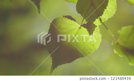 Beautiful Colorful Spring Season. Young Green Foliage In Park. Fresh Green Tree With Beautiful Sunlight. Green Wood. Gimbal shot. 121480439