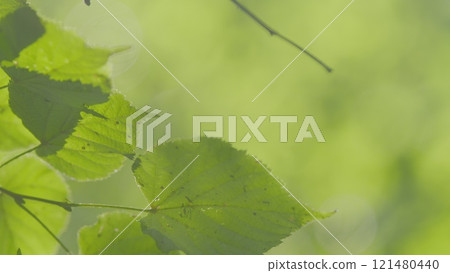 Travel Vacation Nature Concept. Green Forest In Rays Of Rising Sun. Beautiful Canopy. Beautiful Summer Morning In Forest. Gimbal shot. 121480440