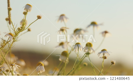 Field Of White In Wind Swaying. Gardening Concept. Sense Peace And Natures Beauty. Meadow Summer Flora Background. Gimbal shot. Field Of White In Wind Swaying. Gardening Concept. Sense Peace And Natures Beauty. Meadow Summer Flora Background. Gimbal shot. 121480645