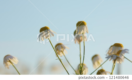 Chamomile Field Flowers. Field Of White In Wind Swaying. Flowering Meadow With Chamomile Flowers And Herbs. Gimbal shot. Chamomile Field Flowers. Field Of White In Wind Swaying. Flowering Meadow With Chamomile Flowers And Herbs. Gimbal shot. 121480646