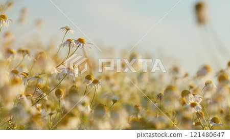 Summer Field With Chamomile. Chamomile Flowers On A Summer Meadow In Nature. Blooming White Flower In Grass Background Illuminated By Evening Sun. Close Up. Summer Field With Chamomile. Chamomile Flowers On A Summer Meadow In Nature. Blooming White Flower In Grass Background Illuminated By Evening Sun. Close Up. 121480647