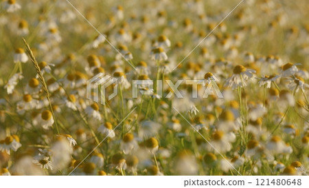 Wild Flowers Growing On Meadow And Sway Gently In Breeze On Lush Summer Meadow. Concept Of Spring Coming Nature. Spring Vibes. Close Up. 121480648