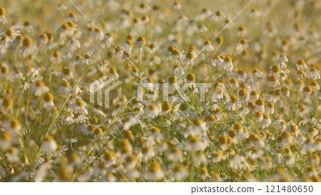 Spring White Flower Field Meadow. Surface Of Green Grass With Chamomile. Lot Of White Yellow Chamomile. Field Of White In Wind Swaying. Spring Vibes. Steadicam Shot. Spring White Flower Field Meadow. Surface Of Green Grass With Chamomile. Lot Of White Yellow Chamomile. Field Of White In Wind Swaying. Spring Vibes. Steadicam Shot. 121480650
