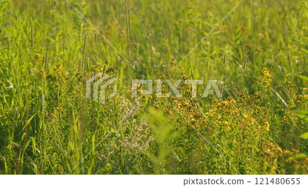 Lush Green Grass. Tall Grass Sways Gently In Warm Summer Breeze. Warm Glow Of A Setting Sun Filters Through A Meadow Of Tall Grasses. Slow motion. Lush Green Grass. Tall Grass Sways Gently In Warm Summer Breeze. Warm Glow Of A Setting Sun Filters Through A Meadow Of Tall Grasses. Slow motion. 121480655