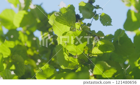 Beautiful Summer Morning In Forest. Moving In Spring Forest. Beautiful Sunny Morning In Green Forest. Green Trees In Forest. Slow motion. Beautiful Summer Morning In Forest. Moving In Spring Forest. Beautiful Sunny Morning In Green Forest. Green Trees In Forest. Slow motion. 121480656