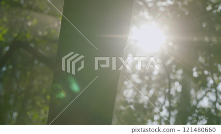 Foliage Of Magnificent Green Tree. Lush Green Foliage And Afternoon Sun. Walking Through Forest With Large Green Trees. Bokeh. Foliage Of Magnificent Green Tree. Lush Green Foliage And Afternoon Sun. Walking Through Forest With Large Green Trees. Bokeh. 121480660