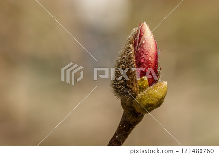 beautiful magnolia flowers with water droplets 121480760