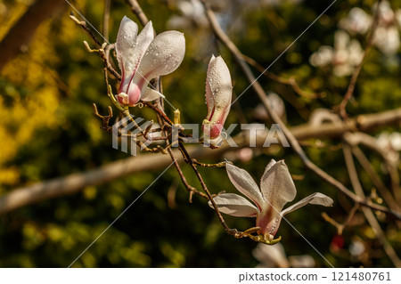 beautiful magnolia flowers with water droplets 121480761