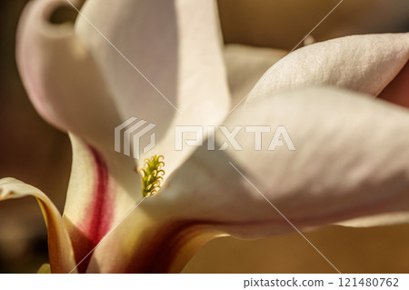 beautiful magnolia flowers with water droplets 121480762