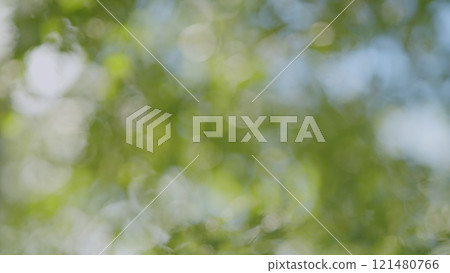 Forest Is A Natural Resource And Place For Recreation. Rich Green Leaves Of A Tree Waving. Travel Vacation Nature Concept. Bokeh. 121480766