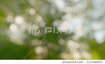 Sun Shines Through Leaves Of Tree. Fresh Green Forest Beautifully Illuminated By Warm Rays Of Summer Sun. Tree Tops With Branches And Green Leaves On A Background Of Blue Sky. Gimbal shot. 121480803