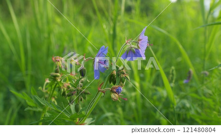 Flowers - Purple Haze. Geranium Pratense. Hairy Stems And Lax Saucer-Shaped Blooms Pale Violet Flower. Gimbal shot. Flowers - Purple Haze. Geranium Pratense. Hairy Stems And Lax Saucer-Shaped Blooms Pale Violet Flower. Gimbal shot. 121480804