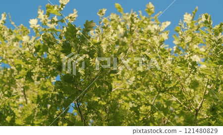 Young Green Leaf On Tree Branch In Spring. Warm Spring Day. Branch With Fresh New Leaves. Slow motion. 121480829