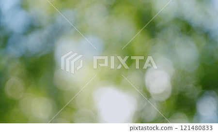 Beautiful Summer Morning In Forest. Moving In Summer Forest. Beautiful Sunny Morning In Green Forest. Green Trees In Forest. Bokeh. 121480833