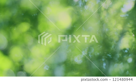 Foliage Of Magnificent Green Tree. Lush Green Foliage And Afternoon Sun. Walking Through Forest With Large Green Trees. Bokeh. 121480944